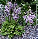 10 Hosta